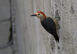 1708-red-bellied woodpecker